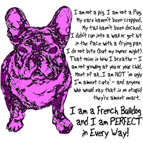 French Bulldog in pink
