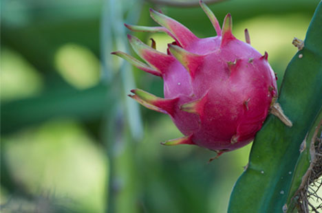 Pink Dragon Fruit also called Pitaya
