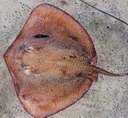 Stingray from Indo-Pacific Ocean